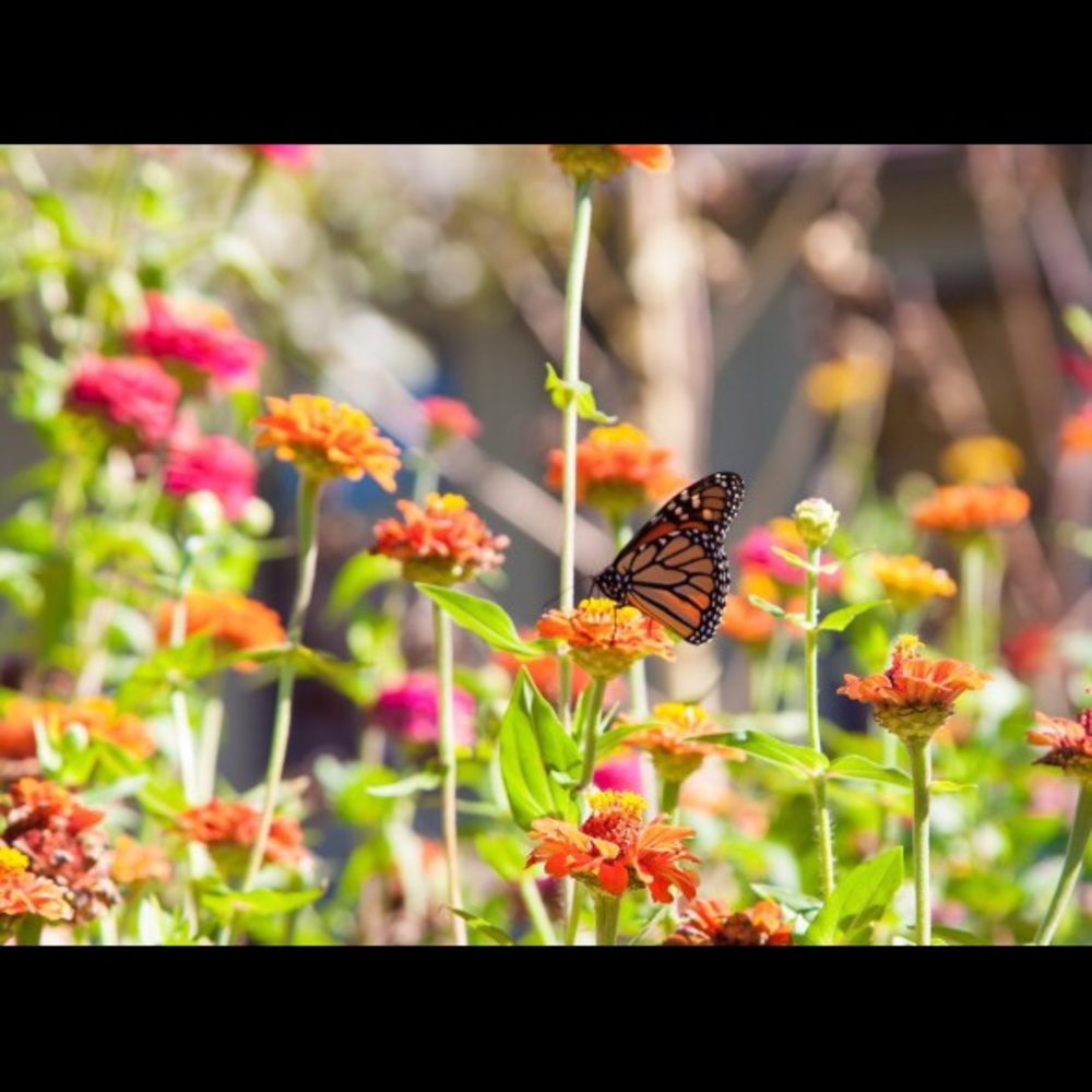 Meet your Posher, Veronica